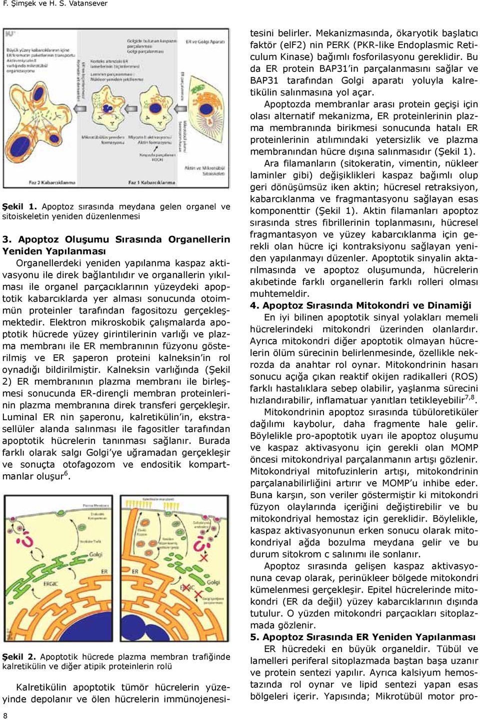 apoptotik kabarc klarda yer almas sonucunda otoimmün proteinler taraf ndan fagositozu gerçekleşmektedir.