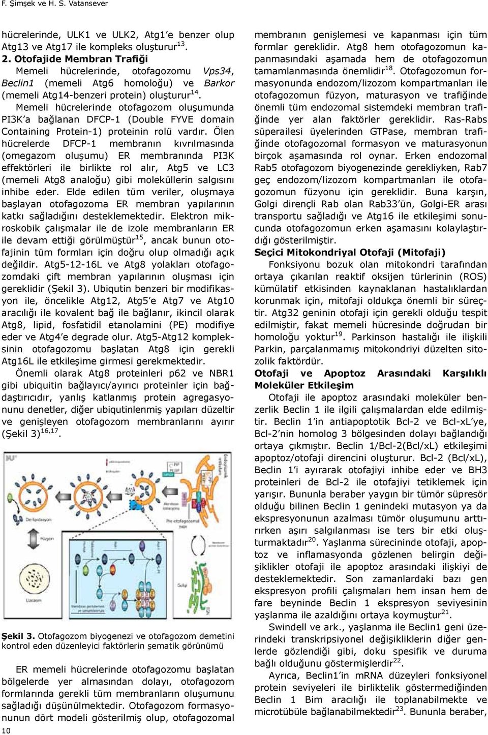 Otofajide Membran Trafiği Memeli hücrelerinde, otofagozomu Vps34, Beclin1 (memeli Atg6 homoloğu) ve Barkor (memeli Atg14-benzeri protein) oluşturur 14.