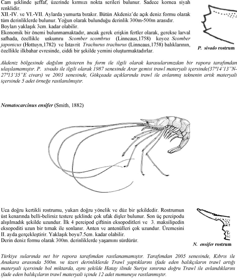 Ekonomik bir önemi bulunmamaktadır, ancak gerek erişkin fertler olarak, gerekse larval safhada, özellikle uskumru Scomber scombrus (Linneaus,1758) koyoz Scomber japonicus (Hottuyn,1782) ve İstavrit