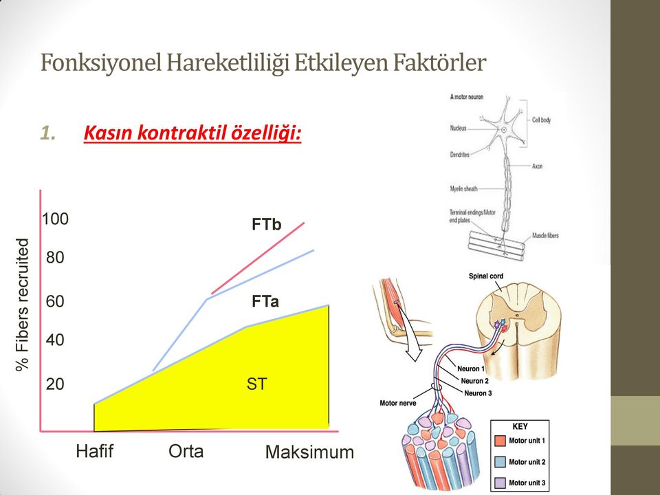 Kasın kontraktil özelliği: 100 FTb