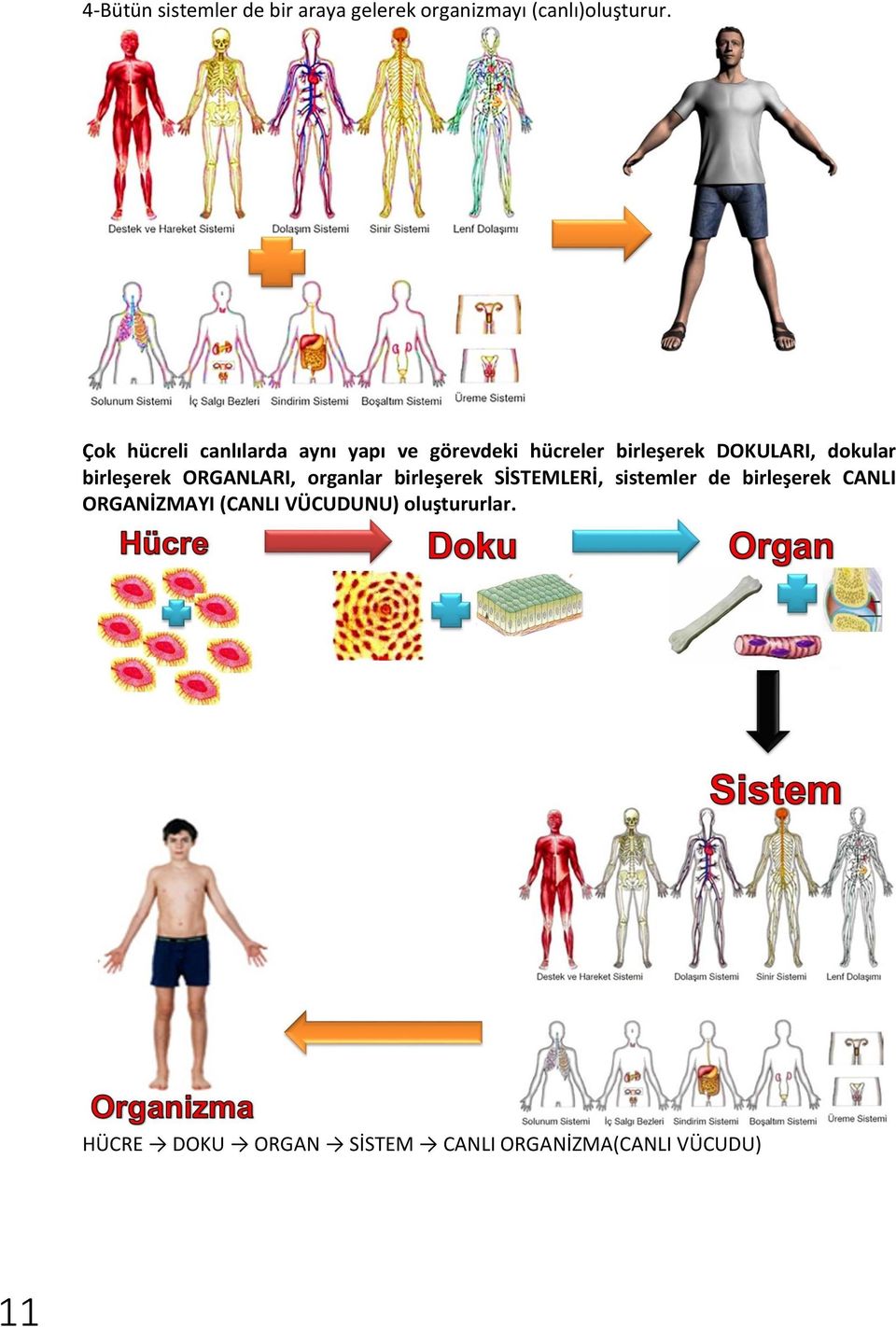 birleşerek ORGANLARI, organlar birleşerek SİSTEMLERİ, sistemler de birleşerek CANLI