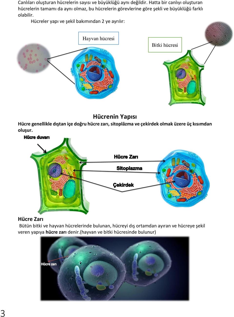 Hücreler yapı ve şekil bakımından 2 ye ayrılır: Hayvan hücresi Bitki hücresi Hücrenin Yapısı Hücre genellikle dıştan içe doğru hücre zarı,