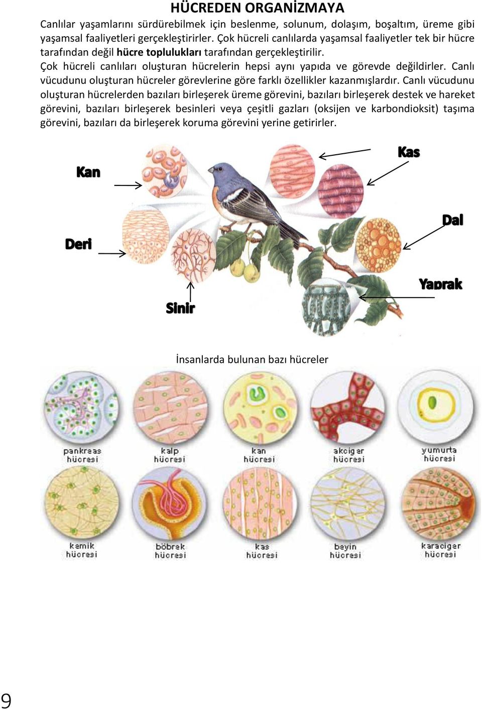 Çok hücreli canlıları oluşturan hücrelerin hepsi aynı yapıda ve görevde değildirler. Canlı vücudunu oluşturan hücreler görevlerine göre farklı özellikler kazanmışlardır.
