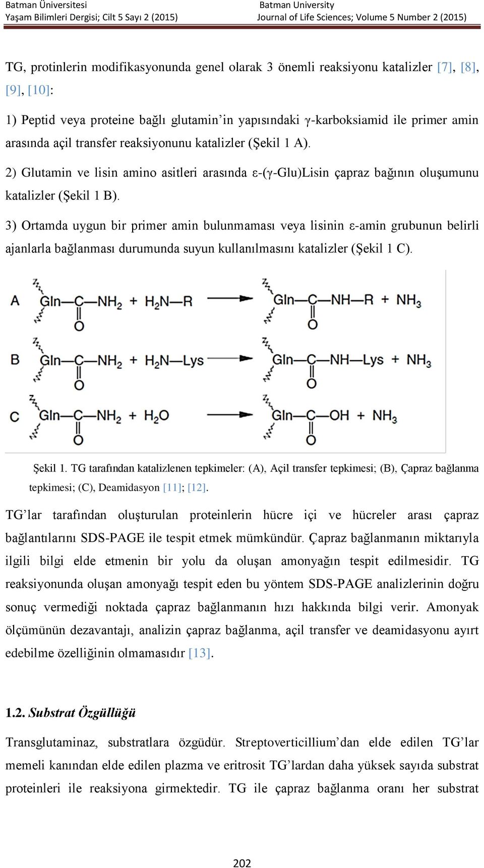 3) Ortamda uygun bir primer amin bulunmaması veya lisinin ε-amin grubunun belirli ajanlarla bağlanması durumunda suyun kullanılmasını katalizler (Şekil 1 C). Şekil 1.