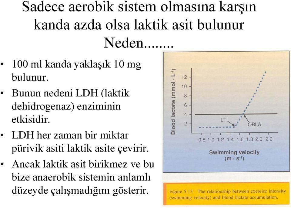 Bunun nedeni LDH (laktik dehidrogenaz) enziminin etkisidir.