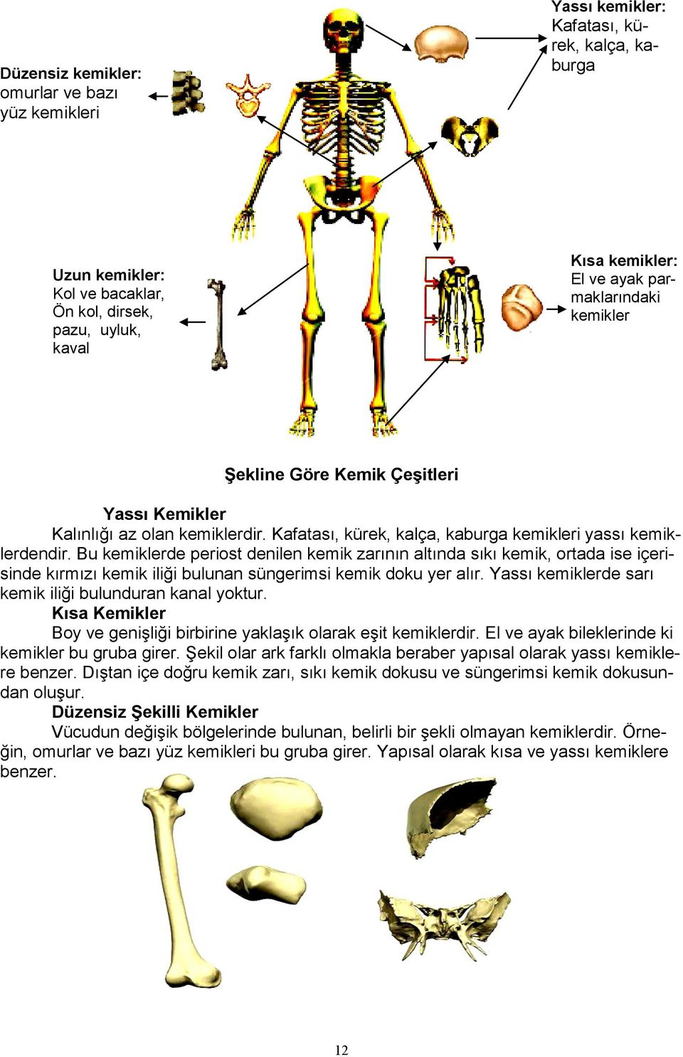 Bu kemiklerde periost denilen kemik zarının altında sıkı kemik, ortada ise içerisinde kırmızı kemik iliği bulunan süngerimsi kemik doku yer alır.