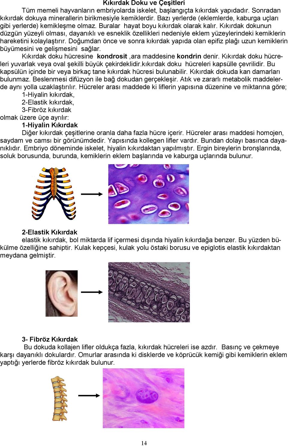 Kıkırdak dokunun düzgün yüzeyli olması, dayanıklı ve esneklik özellikleri nedeniyle eklem yüzeylerindeki kemiklerin hareketini kolaylaştırır.