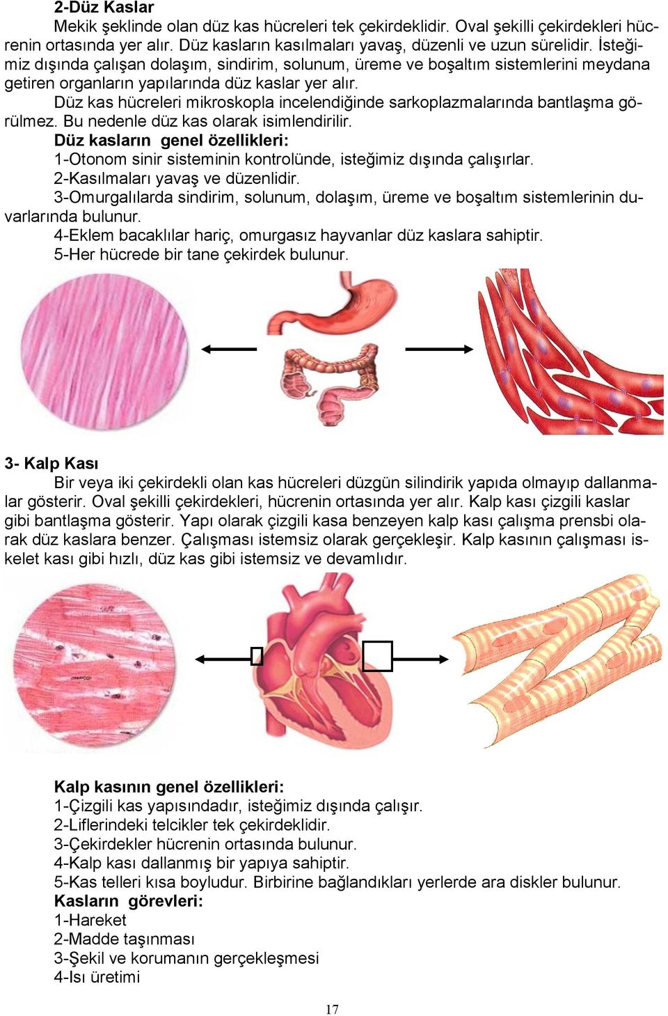 Düz kas hücreleri mikroskopla incelendiğinde sarkoplazmalarında bantlaşma görülmez. Bu nedenle düz kas olarak isimlendirilir.