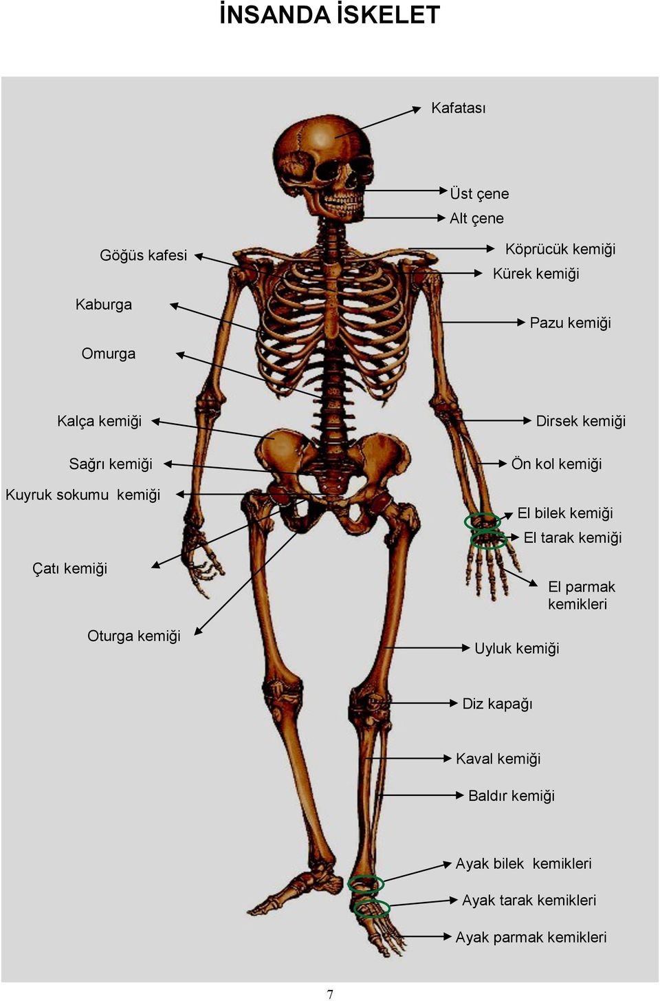 Dirsek kemiği Ön kol kemiği Uyluk kemiği El bilek kemiği El tarak kemiği El parmak kemikleri