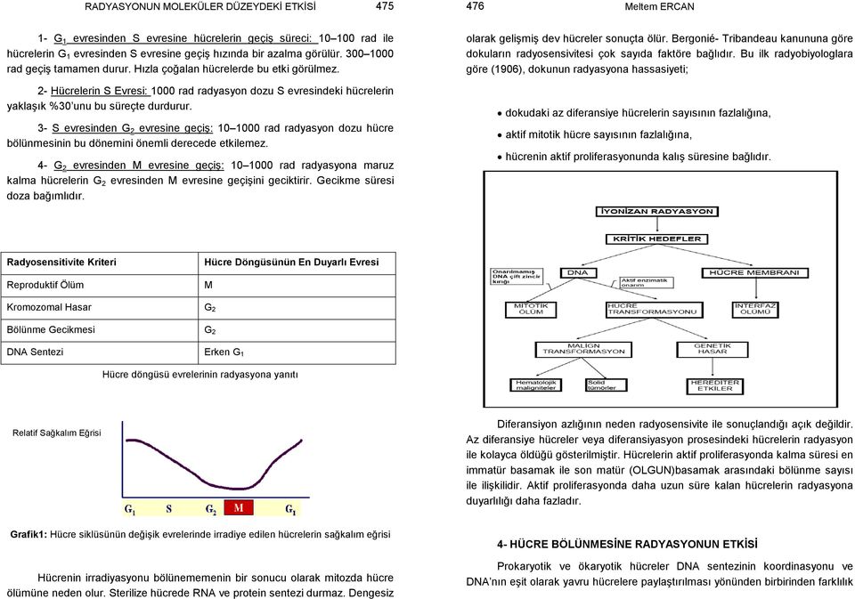 3- S evresinden G 2 evresine geçiş: 10 1000 rad radyasyon dozu hücre bölünmesinin bu dönemini önemli derecede etkilemez.