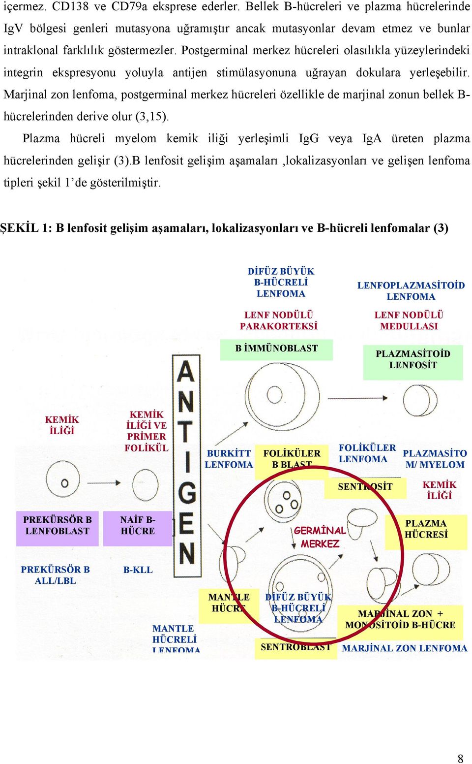 Marjinal zon lenfoma, postgerminal merkez hücreleri özellikle de marjinal zonun bellek B- hücrelerinden derive olur (3,15).