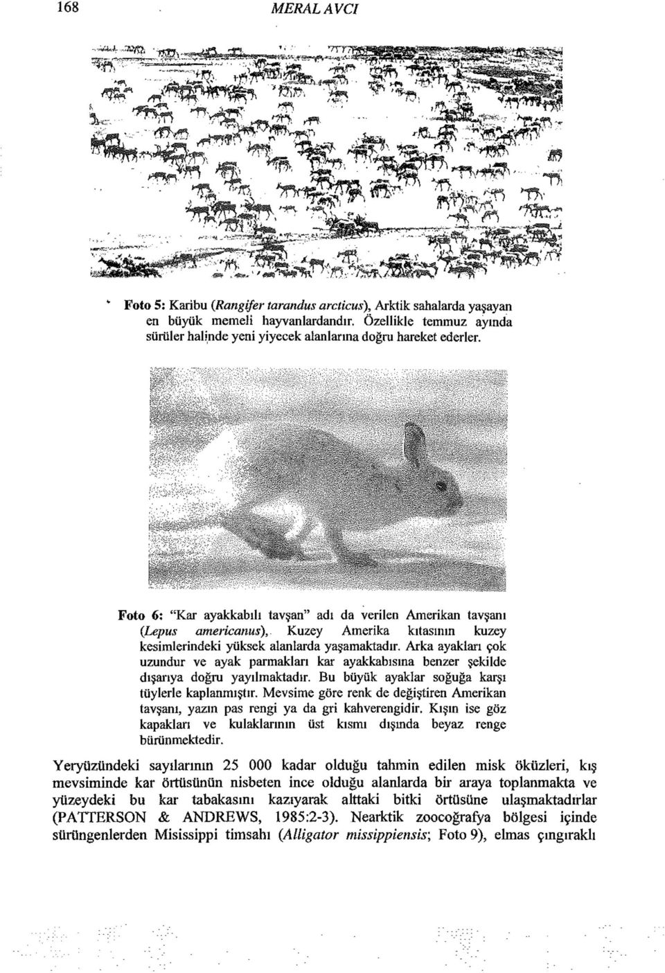 Foto 6: "Kar ayakkabılı tavşan" adi da verilen Amerikan tavşanı {Lepus americanus), Kuzey Amerika kıtasının kuzey kesimlerindeki yüksek alanlarda yaşamaktadır.