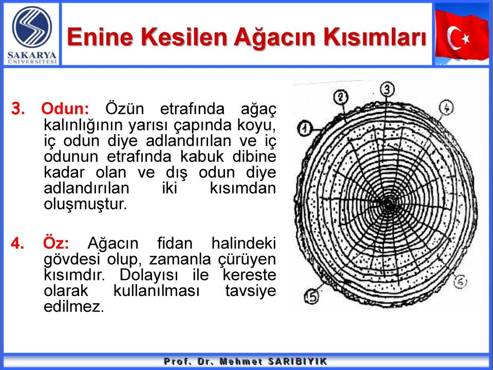 ve iç odunun etrafında kabuk dibine kadar olan ve dış odun diye adlandırılan iki