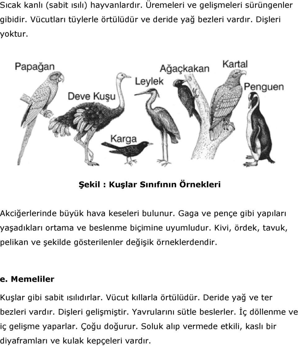 Kivi, ördek, tavuk, pelikan ve şekilde gösterilenler değişik örneklerdendir. e. Memeliler Kuşlar gibi sabit ısılıdırlar. Vücut kıllarla örtülüdür.