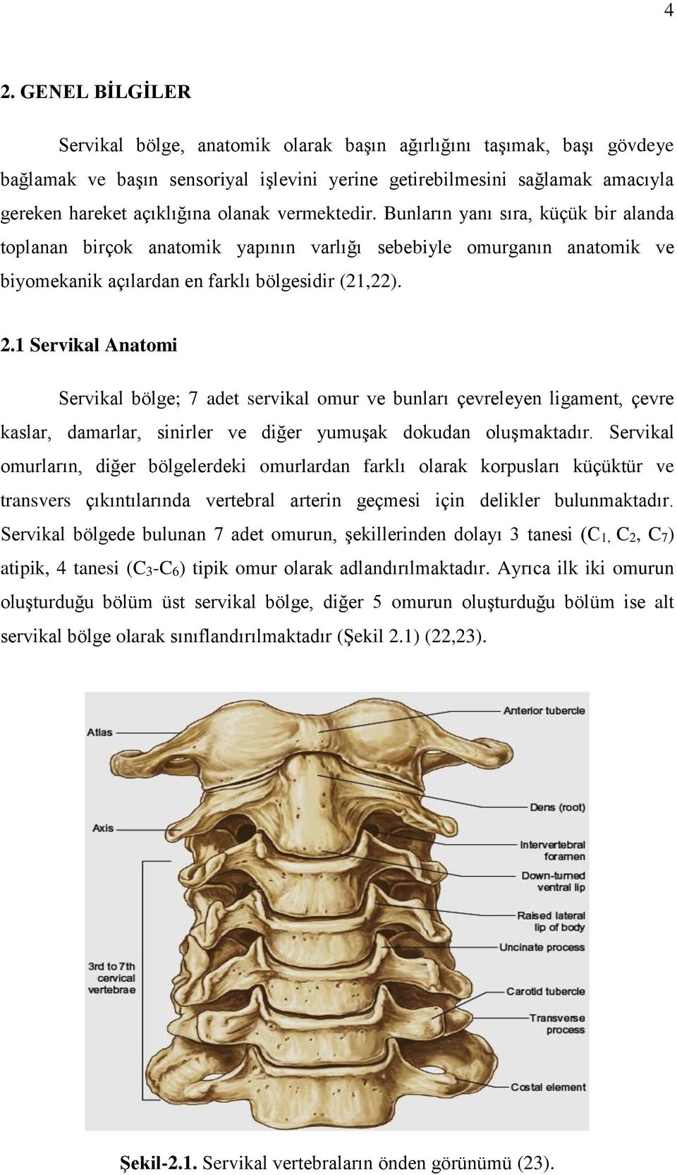 1 Servikal Anatomi Servikal bölge; 7 adet servikal omur ve bunları çevreleyen ligament, çevre kaslar, damarlar, sinirler ve diğer yumuşak dokudan oluşmaktadır.