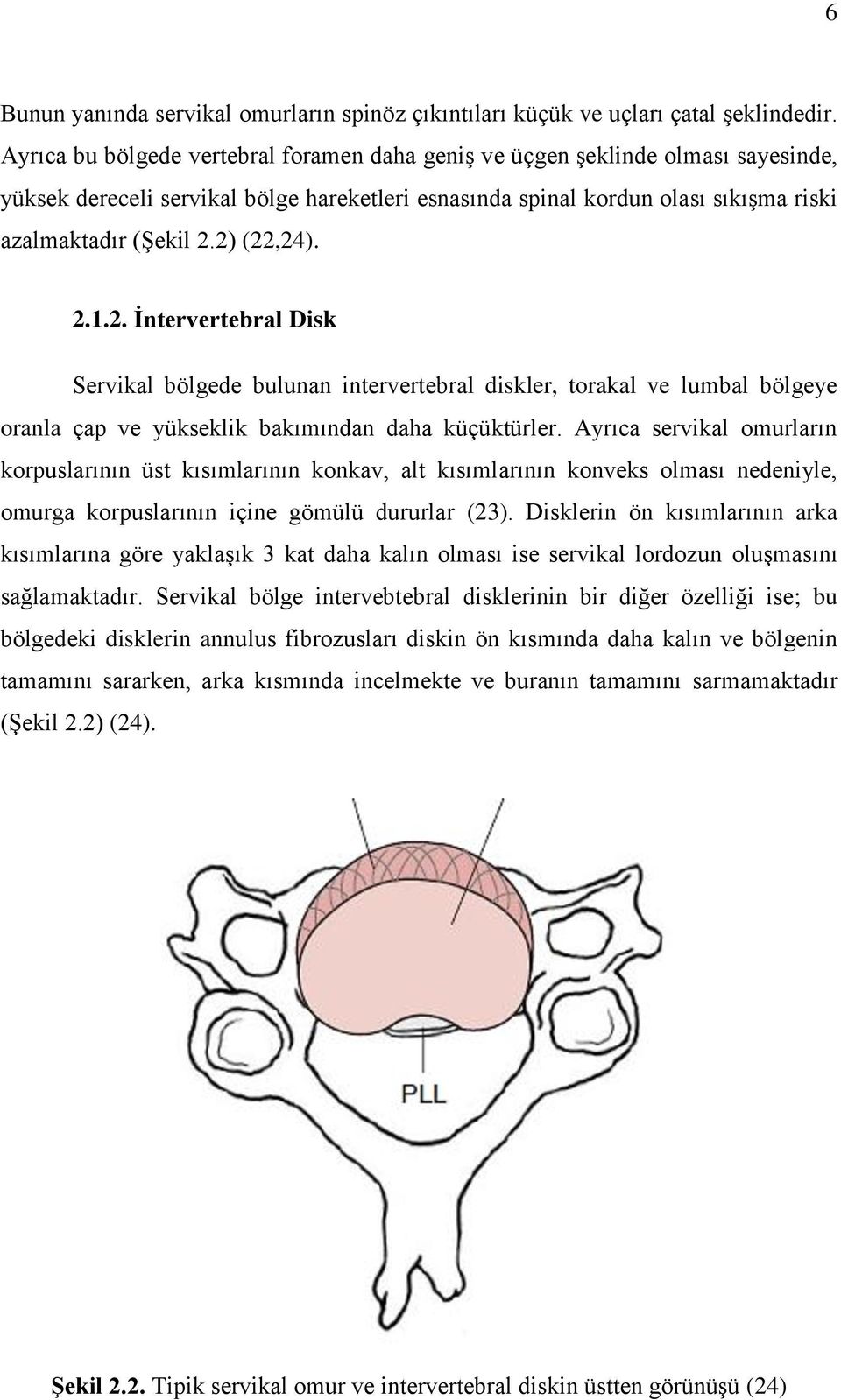 2) (22,24). 2.1.2. İntervertebral Disk Servikal bölgede bulunan intervertebral diskler, torakal ve lumbal bölgeye oranla çap ve yükseklik bakımından daha küçüktürler.