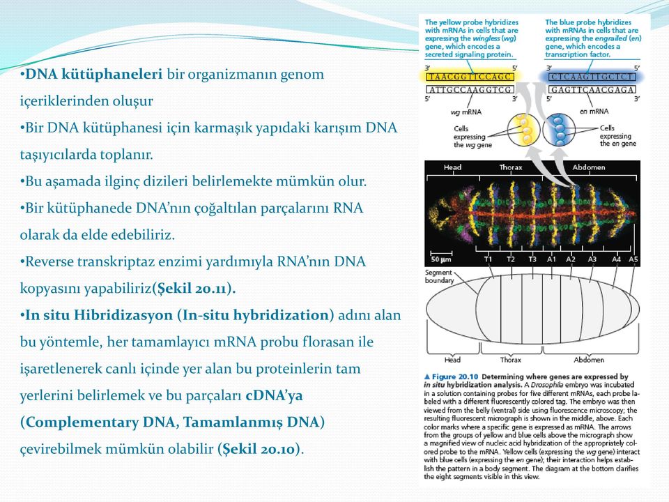 Reverse transkriptaz enzimi yardımıyla RNA nın DNA kopyasını yapabiliriz(şekil 20.11).