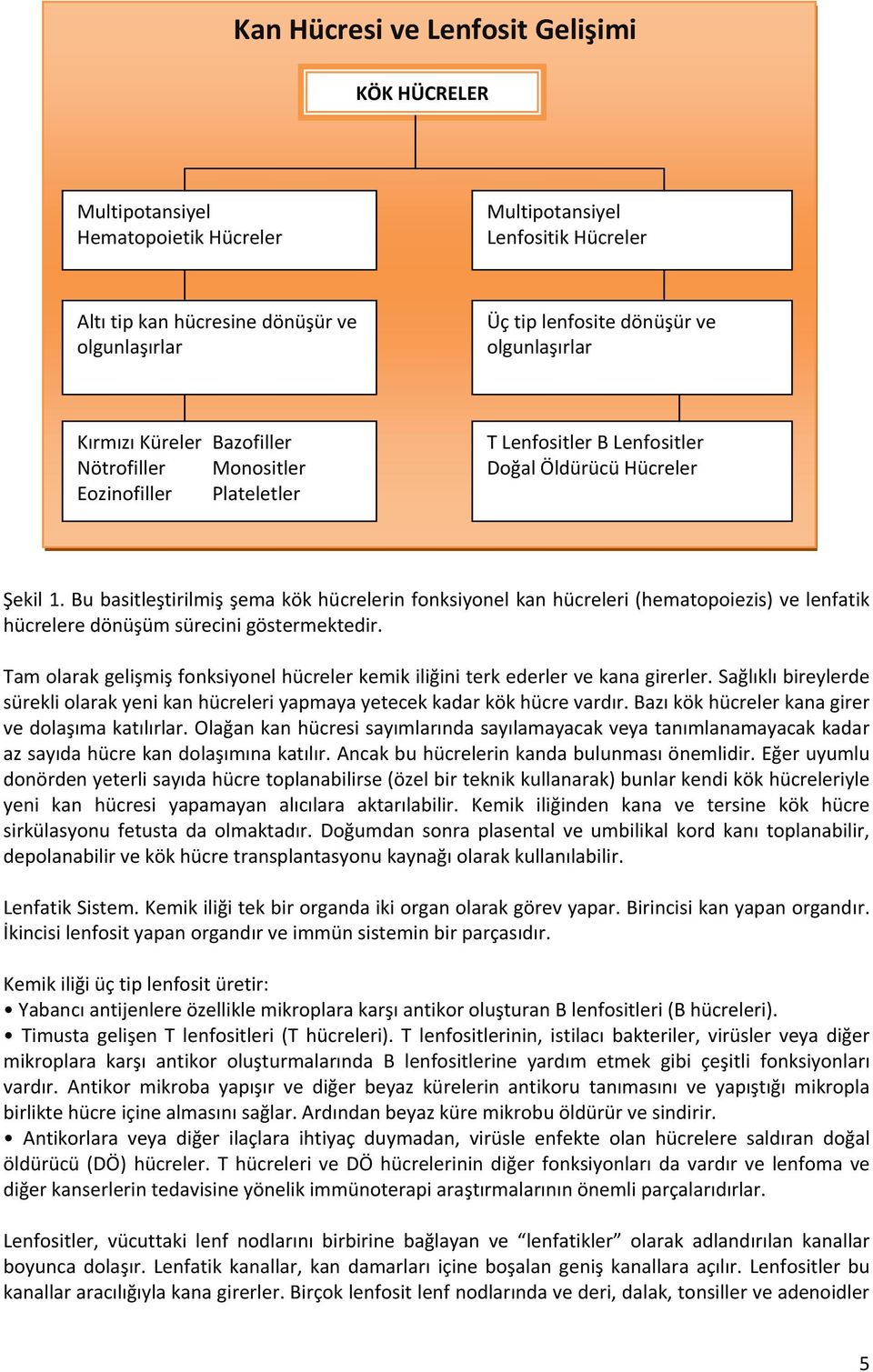 Bu basitleştirilmiş şema kök hücrelerin fonksiyonel kan hücreleri (hematopoiezis) ve lenfatik hücrelere dönüşüm sürecini göstermektedir.