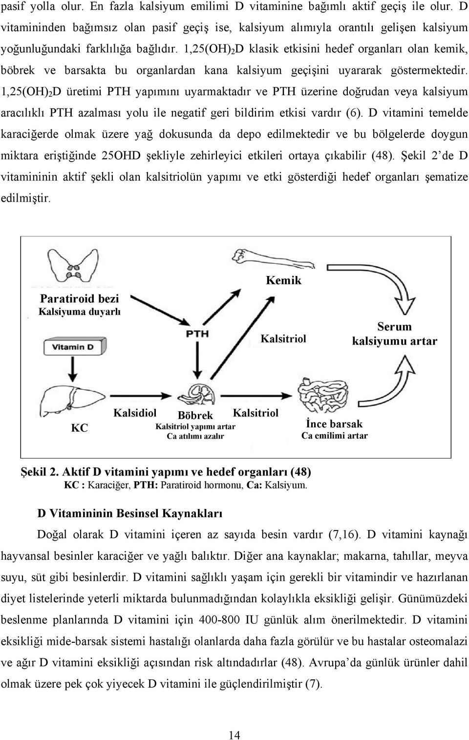 1,25(OH) 2 D klasik etkisini hedef organları olan kemik, böbrek ve barsakta bu organlardan kana kalsiyum geçişini uyararak göstermektedir.