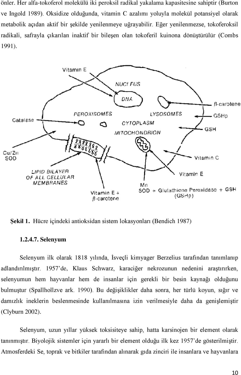 Eğer yenilenmezse, tokoferoksil radikali, safrayla çıkarılan inaktif bir bileşen olan tokoferil kuinona dönüştürülür (Combs 1991). Şekil 1.