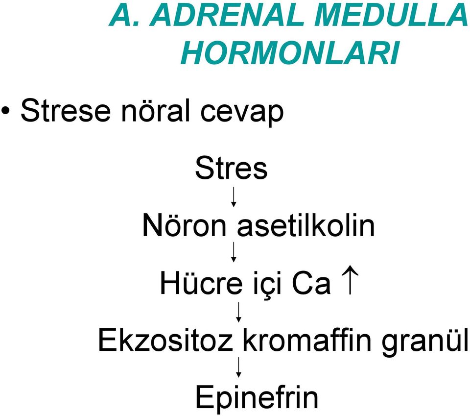 asetilkolin Hücre içi Ca