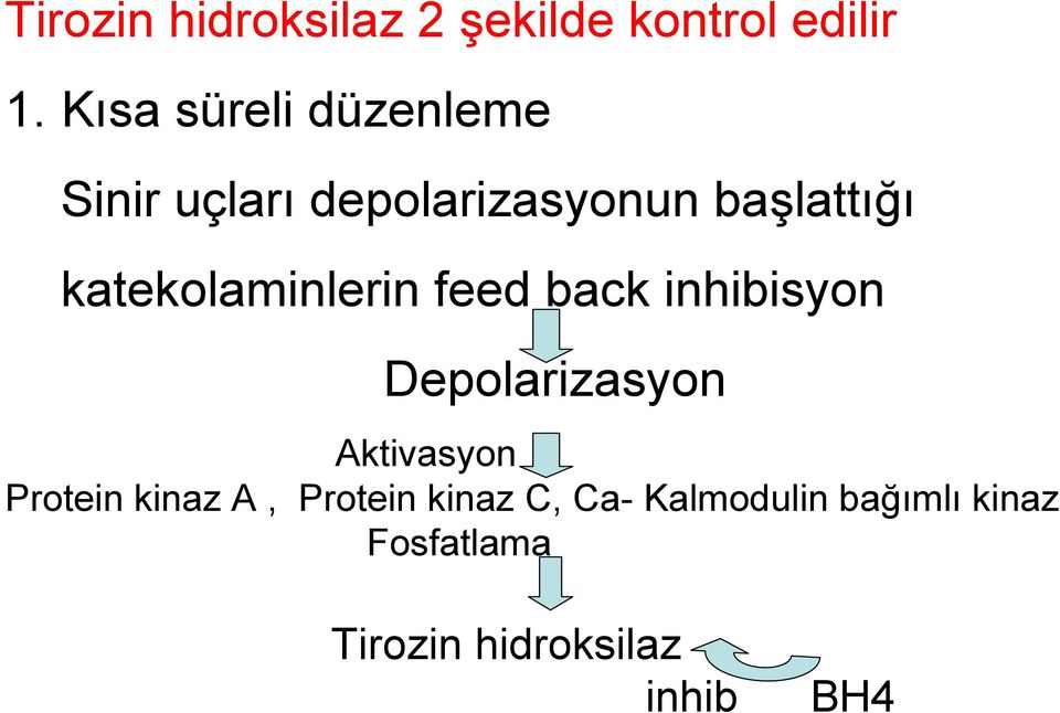 katekolaminlerin feed back inhibisyon Depolarizasyon Aktivasyon