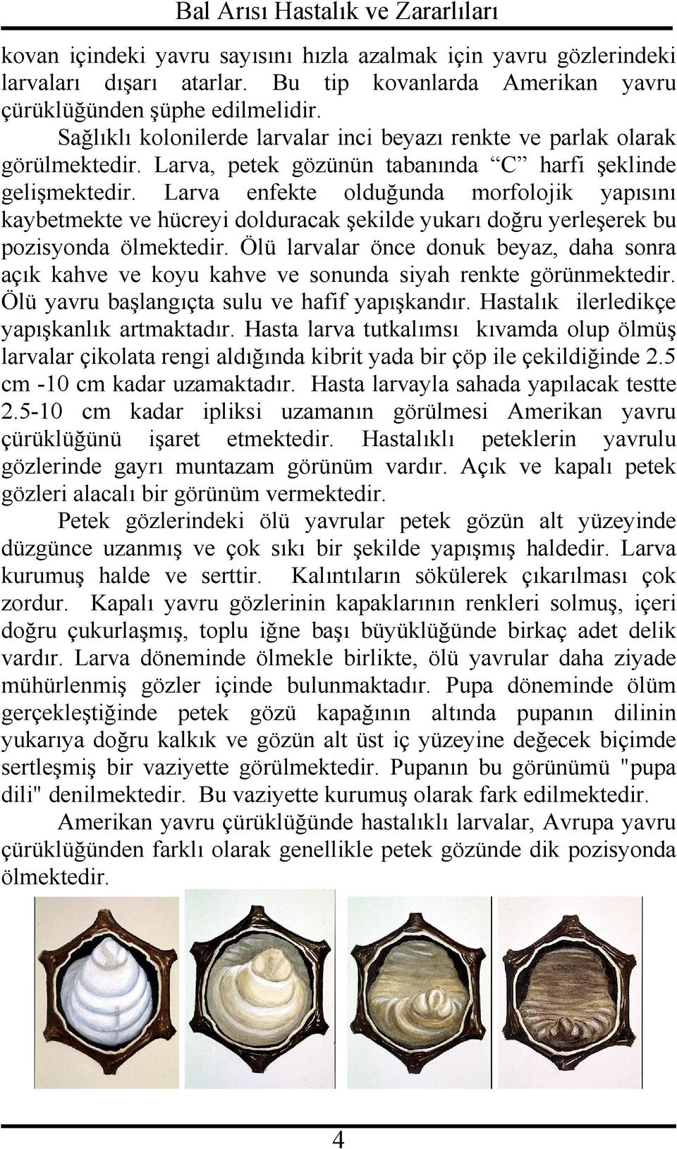 Larva enfekte olduğunda morfolojik yapısını kaybetmekte ve hücreyi dolduracak şekilde yukarı doğru yerleşerek bu pozisyonda ölmektedir.