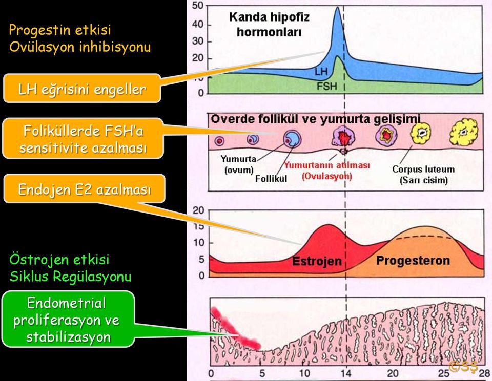 azalması Endojen E2 azalması Östrojen etkisi