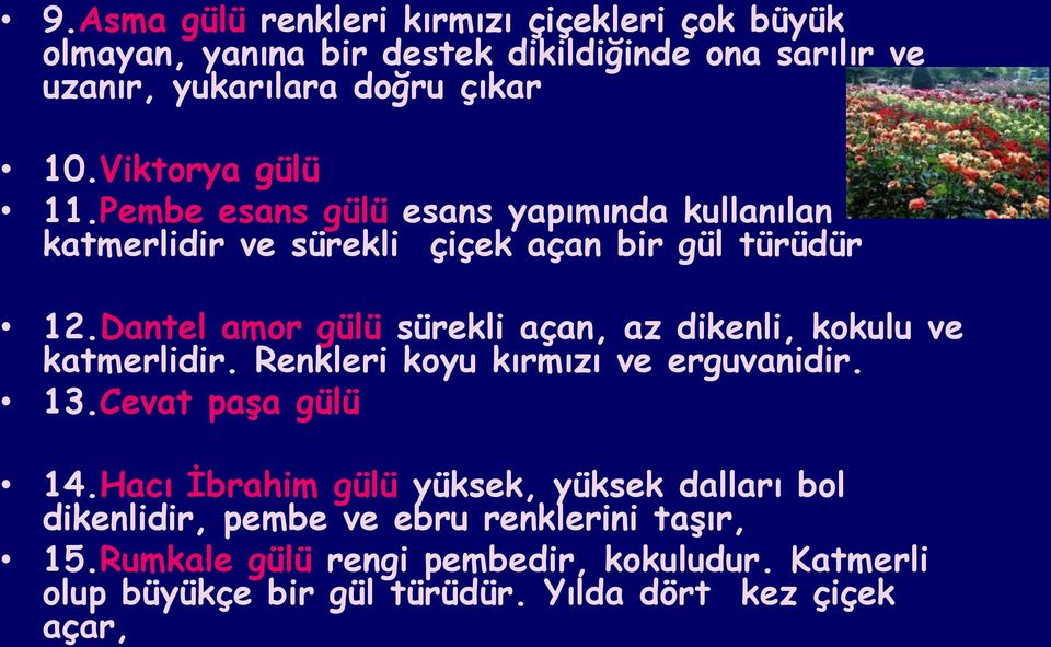 Dantel amor gülü sürekli açan, az dikenli, kokulu ve katmerlidir. Renkleri koyu kırmızı ve erguvanidir. 13.Cevat paģa gülü 14.