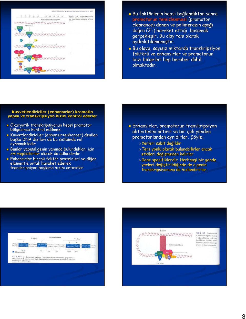 Kuvvetlendiriciler (enhans( enhansırlar) ) kromatin yapısı ve transkripsiyon hızınıh kontrol ederler transkripsiyonun hepsi promotor bölgesince kontrol edilmez.