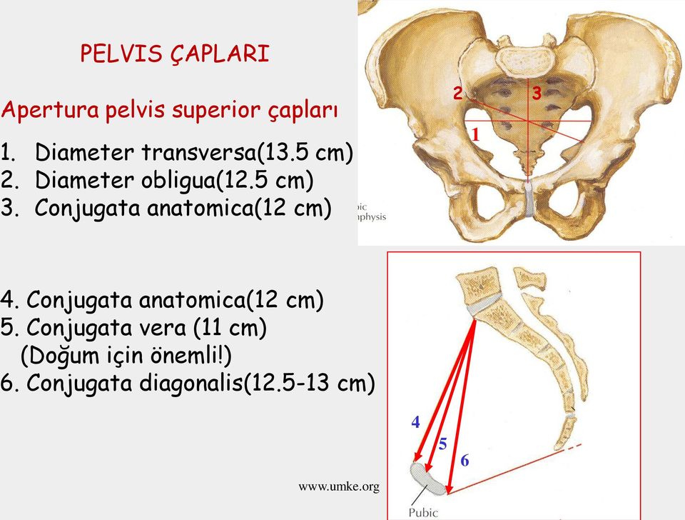 Conjugata anatomica(12 cm) 2 3 1 4. Conjugata anatomica(12 cm) 5.