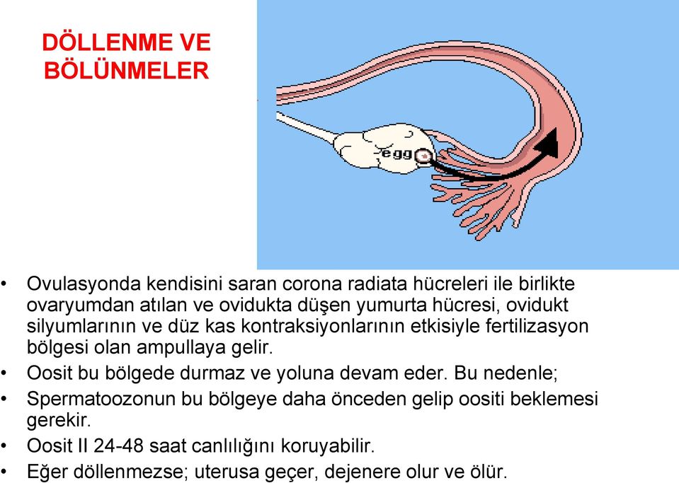 ampullaya gelir. Oosit bu bölgede durmaz ve yoluna devam eder.