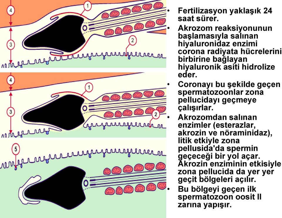 hidrolize eder. Coronayı bu şekilde geçen spermatozoonlar zona pellucidayı geçmeye çalışırlar.