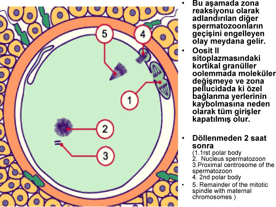 yerlerinin kaybolmasına neden olarak tüm girişler kapatılmış olur. Döllenmeden 2 saat sonra (1.1rst polar body 2.