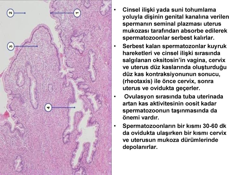 Serbest kalan spermatozonlar kuyruk hareketleri ve cinsel ilişki sırasında salgılanan oksitosin in vagina, cervix ve uterus düz kaslarında oluşturduğu düz kas