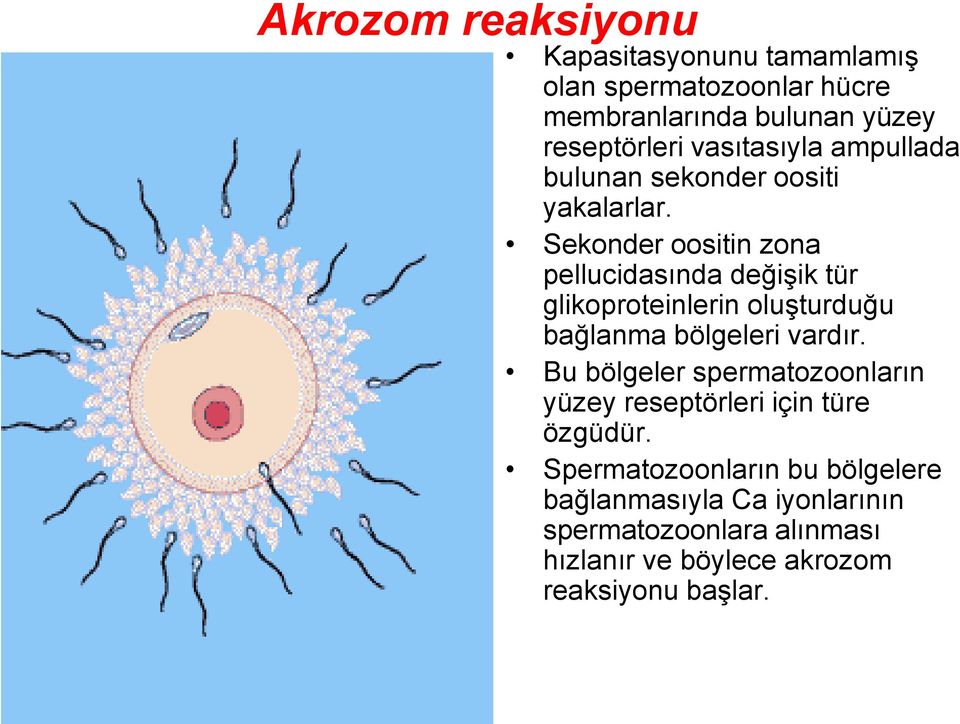 Sekonder oositin zona pellucidasında değişik tür glikoproteinlerin oluşturduğu bağlanma bölgeleri vardır.