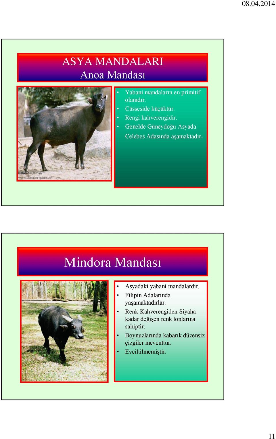 Mindora Mandası Asyadaki yabani mandalardır. Filipin Adalarında yaşamaktadırlar.