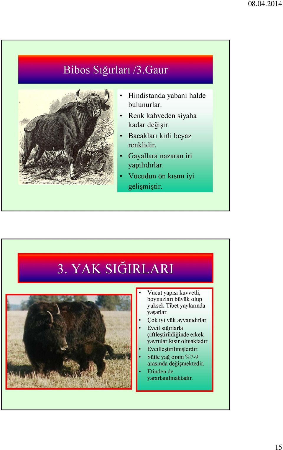 YAK SIĞIRLARI Vücut yapısı kuvvetli, boynuzları büyük olup yüksek Tibet yaylarında yaşarlar. Çok iyi yük ayvanıdırlar.