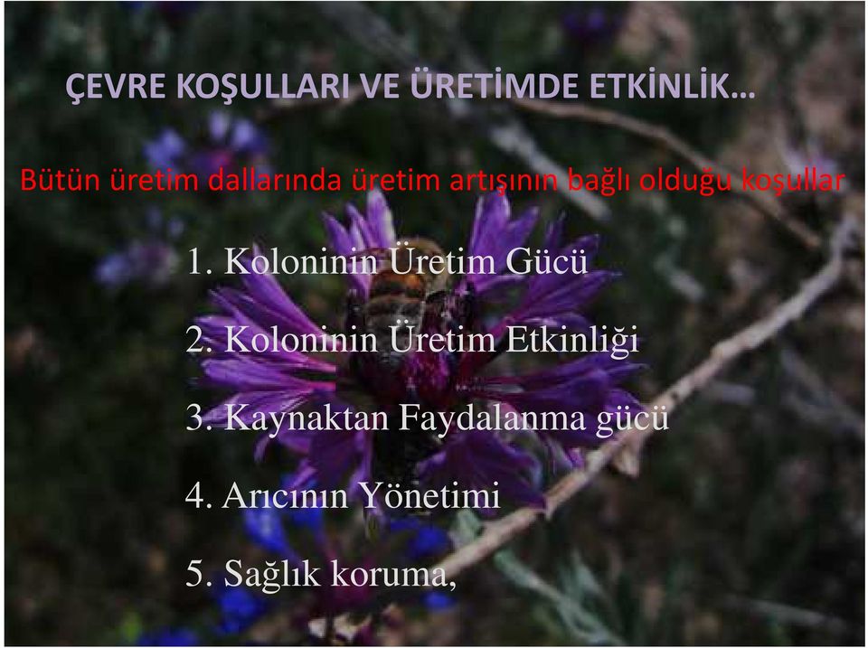 Koloninin Üretim Gücü 2. Koloninin Üretim Etkinliği 3.