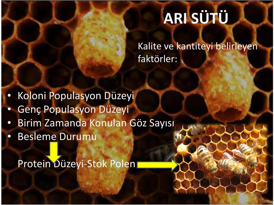 Populasyon Düzeyi Birim Zamanda Konulan