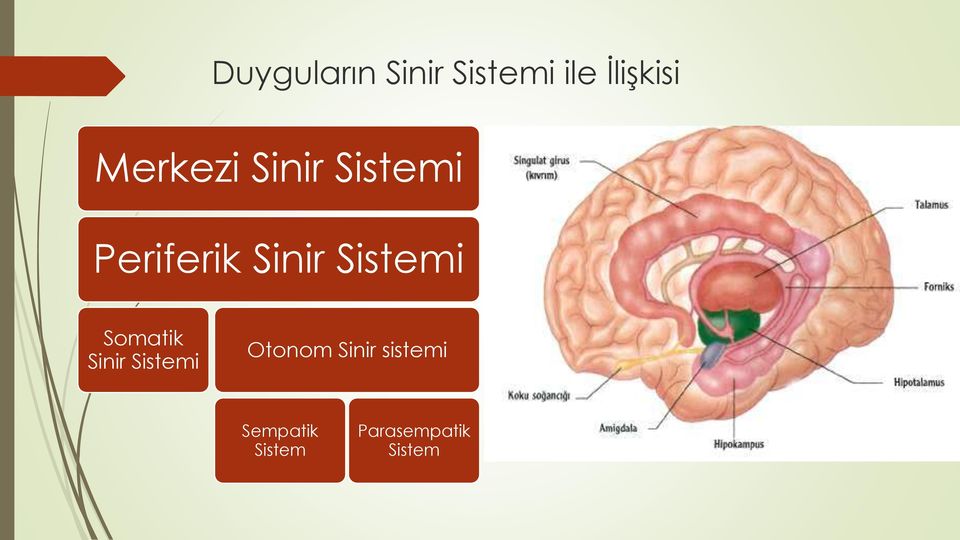 Sistemi Somatik Sinir Sistemi Otonom