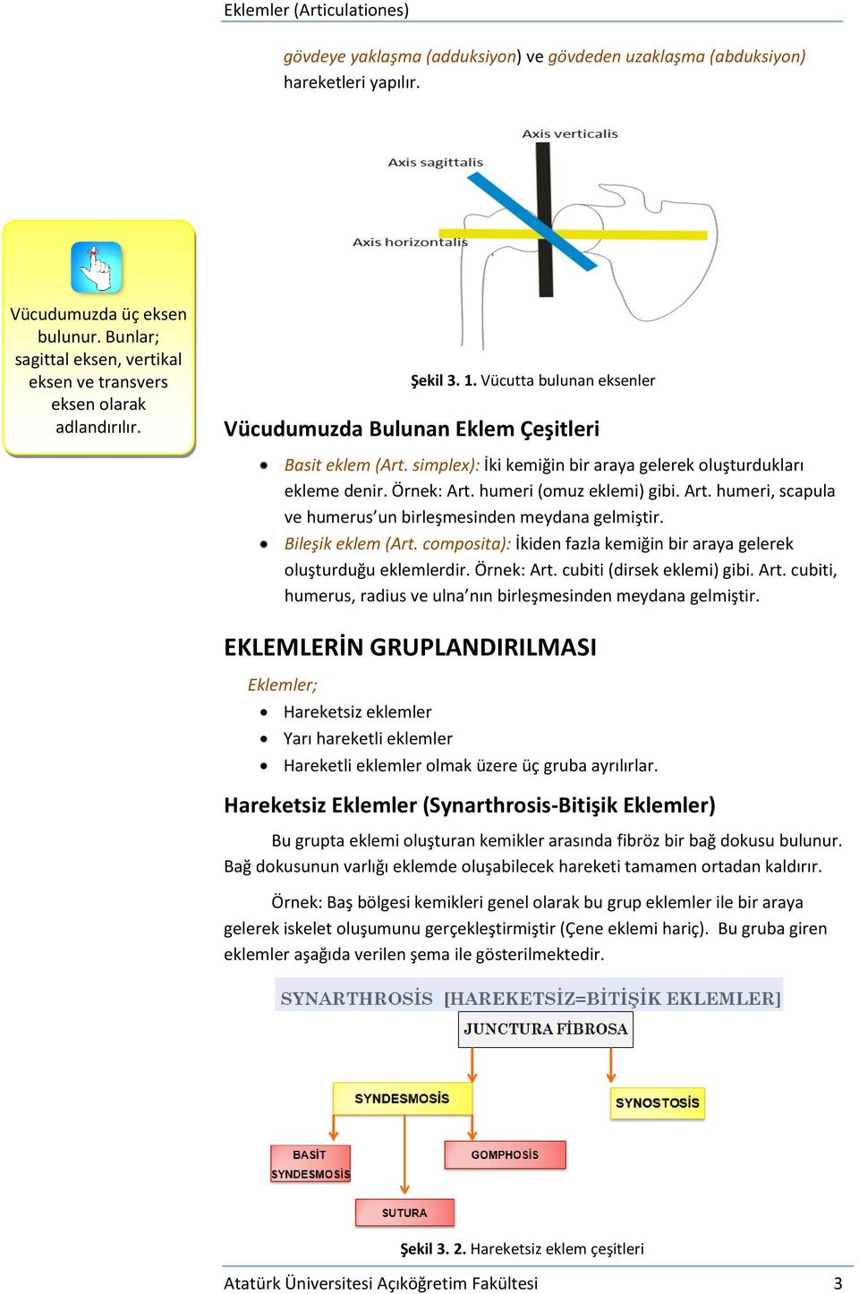 Art. humeri, scapula ve humerus un birleşmesinden meydana gelmiştir. Bileşik eklem (Art. composita): İkiden fazla kemiğin bir araya gelerek oluşturduğu eklemlerdir. Örnek: Art.