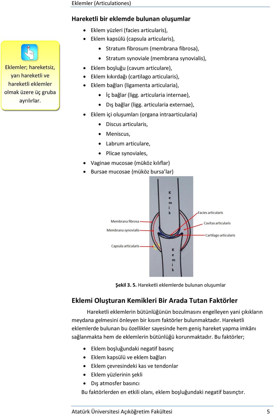 kıkırdağı (cartilago articularis), Eklem bağları (ligamenta articularia), İç bağlar (ligg. articularia internae), Dış bağlar (ligg.