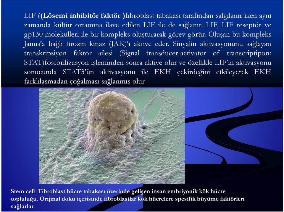 Sinyalin aktivasyonunu sağlayan transkripsiyon faktör ailesi (Signal transducer-activator of transcriptipon: STAT)fosforilizasyon işleminden sonra aktive olur ve özellikle LIF in aktivasyonu