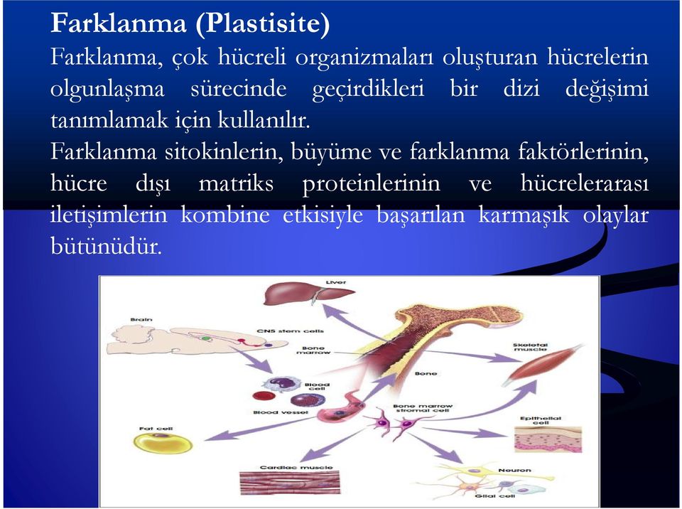 Farklanma sitokinlerin, büyüme ve farklanma faktörlerinin, hücre dışı matriks