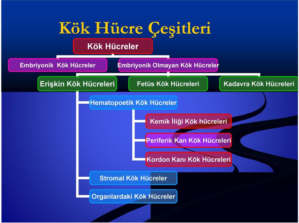 Hematopoetik Kök Hücreler Kemik İliği Kök hücreleri Periferik Kan Kök