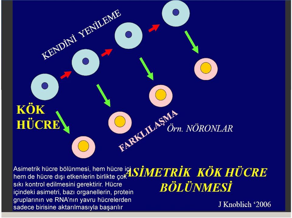 Hücre içindeki asimetri, bazı organellerin, protein