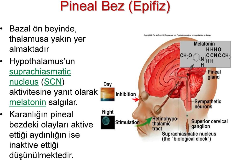 melatonin salgılar.