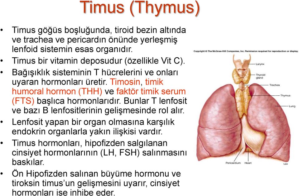 Timosin, timik humoral hormon (THH) ve faktör timik serum (FTS) başlıca hormonlarıdır. Bunlar T lenfosit ve bazı B lenfositlerinin gelişmesinde rol alır.