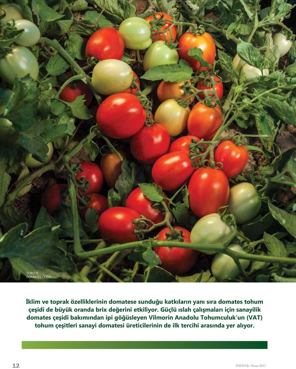 Güçlü ıslah çalışmaları için sanayilik domates çeşidi bakımından ipi göğüsleyen Vilmorin